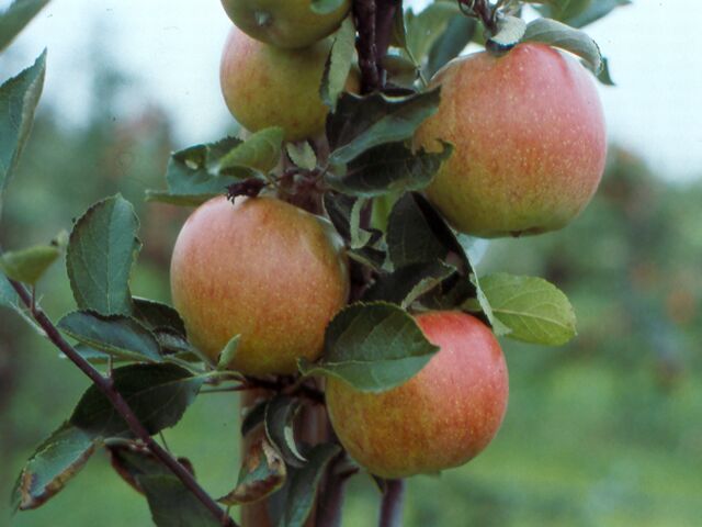 Braeburn